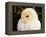 Portrait of a Chick, 3-Week-Old-Jane Burton-Framed Premier Image Canvas