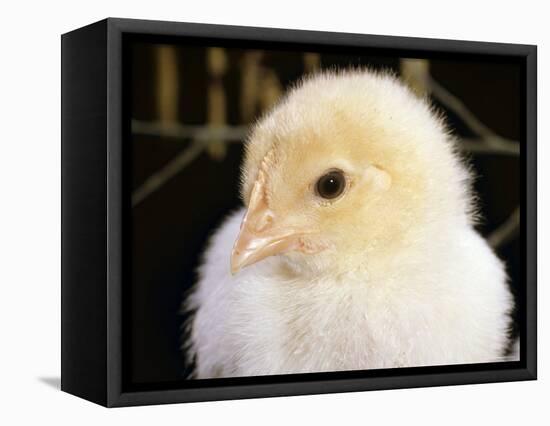 Portrait of a Chick, 3-Week-Old-Jane Burton-Framed Premier Image Canvas