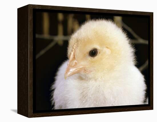 Portrait of a Chick, 3-Week-Old-Jane Burton-Framed Premier Image Canvas