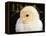 Portrait of a Chick, 3-Week-Old-Jane Burton-Framed Premier Image Canvas