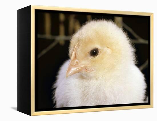 Portrait of a Chick, 3-Week-Old-Jane Burton-Framed Premier Image Canvas