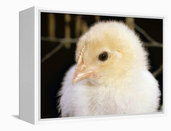 Portrait of a Chick, 3-Week-Old-Jane Burton-Framed Premier Image Canvas