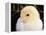 Portrait of a Chick, 3-Week-Old-Jane Burton-Framed Premier Image Canvas