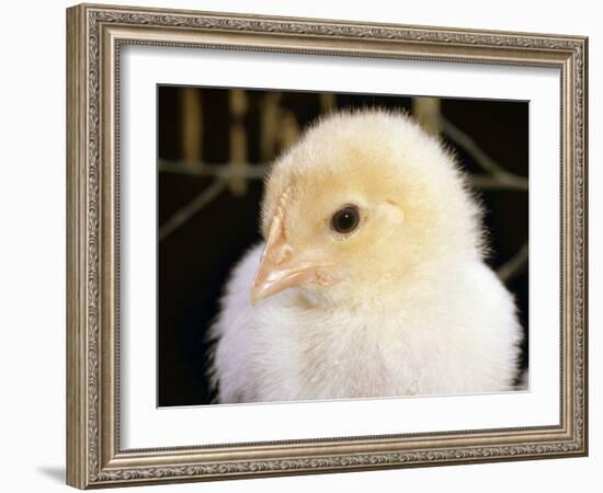Portrait of a Chick, 3-Week-Old-Jane Burton-Framed Photographic Print