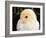 Portrait of a Chick, 3-Week-Old-Jane Burton-Framed Photographic Print