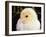 Portrait of a Chick, 3-Week-Old-Jane Burton-Framed Photographic Print