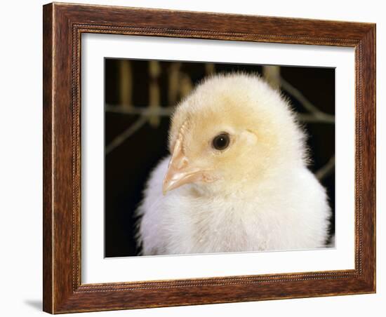 Portrait of a Chick, 3-Week-Old-Jane Burton-Framed Photographic Print