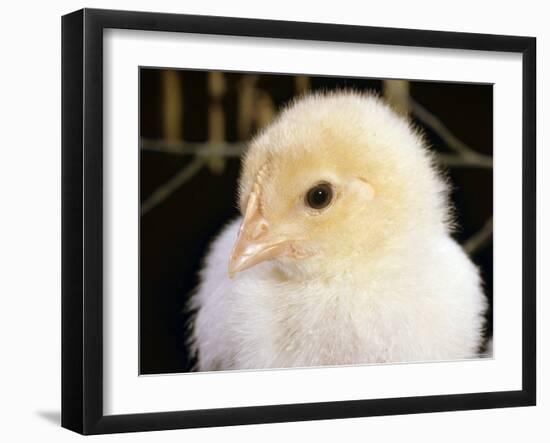 Portrait of a Chick, 3-Week-Old-Jane Burton-Framed Photographic Print