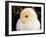 Portrait of a Chick, 3-Week-Old-Jane Burton-Framed Photographic Print