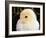 Portrait of a Chick, 3-Week-Old-Jane Burton-Framed Photographic Print