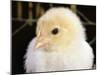 Portrait of a Chick, 3-Week-Old-Jane Burton-Mounted Photographic Print