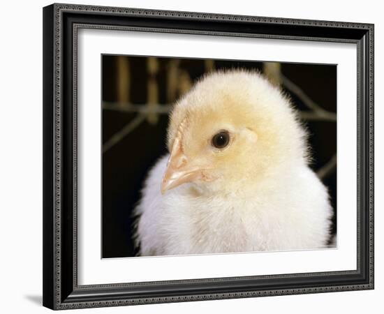 Portrait of a Chick, 3-Week-Old-Jane Burton-Framed Photographic Print