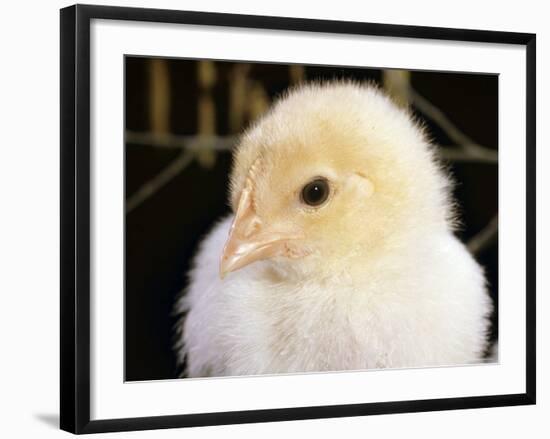 Portrait of a Chick, 3-Week-Old-Jane Burton-Framed Photographic Print