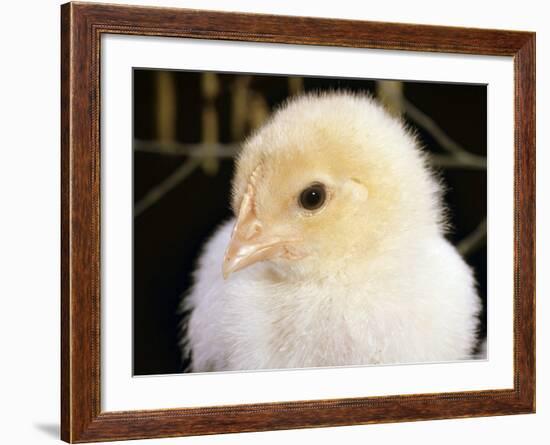 Portrait of a Chick, 3-Week-Old-Jane Burton-Framed Photographic Print