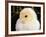 Portrait of a Chick, 3-Week-Old-Jane Burton-Framed Photographic Print