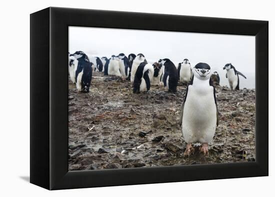 Portrait of a chinstrap penguin (Pygoscelis antarcticus), Half Moon Island, Antarctica, Polar Regio-Sergio Pitamitz-Framed Premier Image Canvas