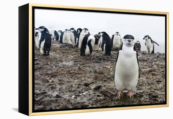 Portrait of a chinstrap penguin (Pygoscelis antarcticus), Half Moon Island, Antarctica, Polar Regio-Sergio Pitamitz-Framed Premier Image Canvas