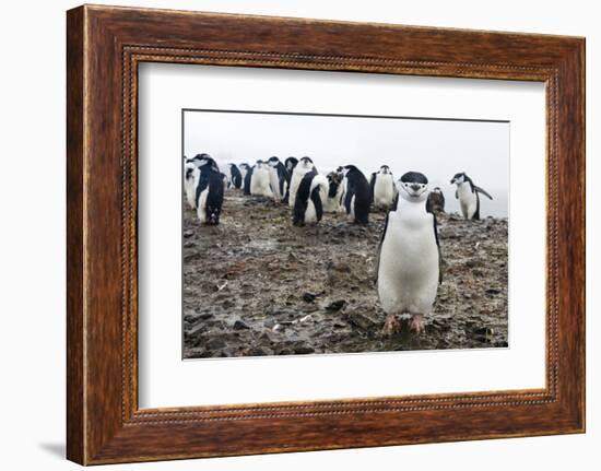 Portrait of a chinstrap penguin (Pygoscelis antarcticus), Half Moon Island, Antarctica, Polar Regio-Sergio Pitamitz-Framed Photographic Print