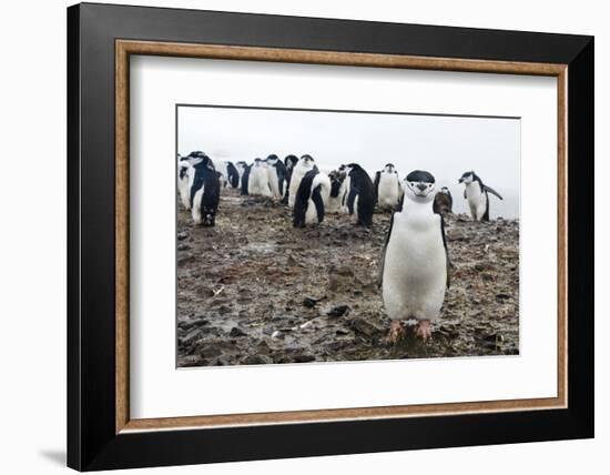 Portrait of a chinstrap penguin (Pygoscelis antarcticus), Half Moon Island, Antarctica, Polar Regio-Sergio Pitamitz-Framed Photographic Print