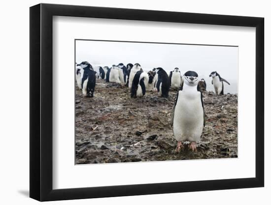 Portrait of a chinstrap penguin (Pygoscelis antarcticus), Half Moon Island, Antarctica, Polar Regio-Sergio Pitamitz-Framed Photographic Print