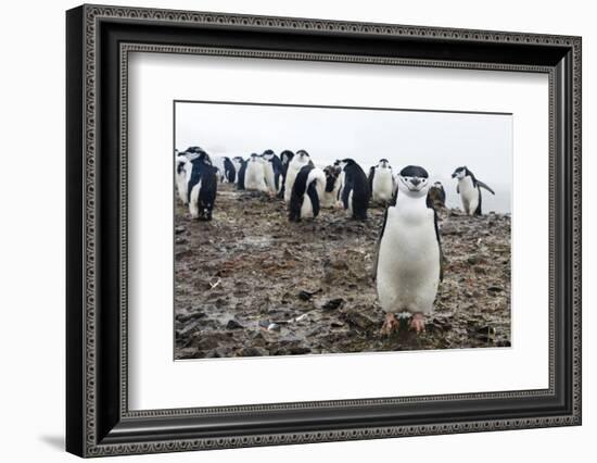 Portrait of a chinstrap penguin (Pygoscelis antarcticus), Half Moon Island, Antarctica, Polar Regio-Sergio Pitamitz-Framed Photographic Print