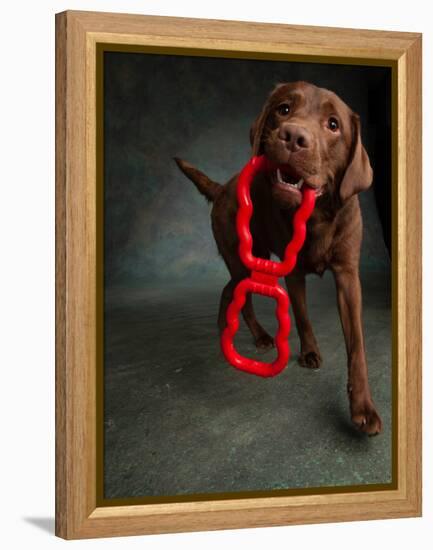 Portrait of a Chocolate Labrador Dog with a Toy-null-Framed Premier Image Canvas