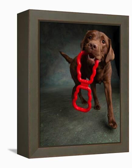 Portrait of a Chocolate Labrador Dog with a Toy-null-Framed Premier Image Canvas