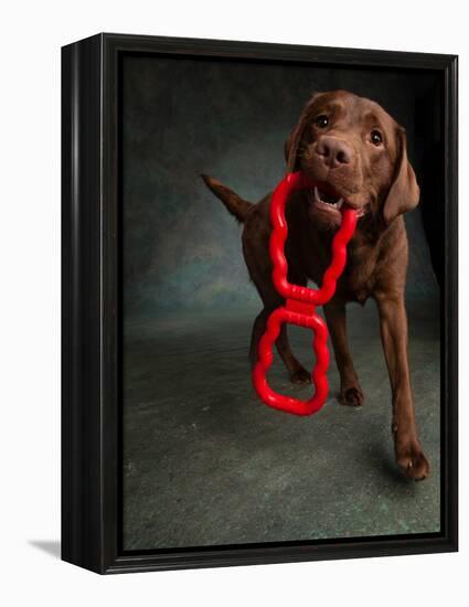 Portrait of a Chocolate Labrador Dog with a Toy-null-Framed Premier Image Canvas