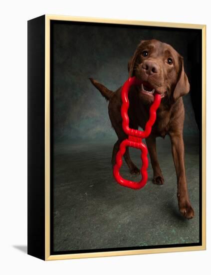 Portrait of a Chocolate Labrador Dog with a Toy-null-Framed Premier Image Canvas