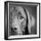 Portrait of a Chocolate Labrador Dog-null-Framed Photographic Print