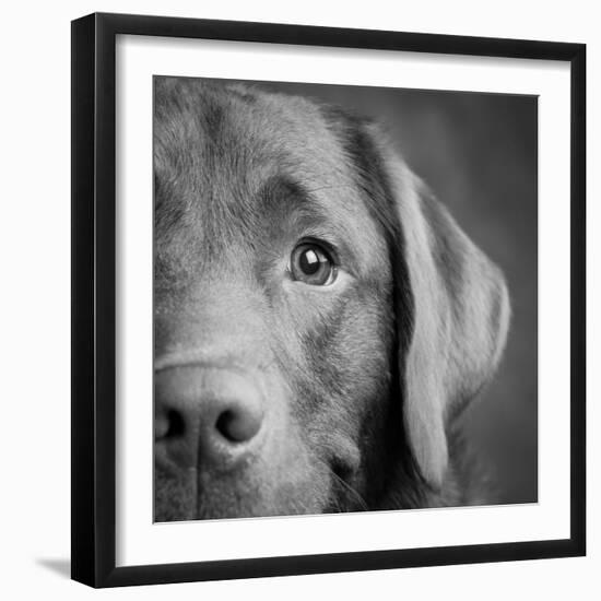 Portrait of a Chocolate Labrador Dog-null-Framed Photographic Print