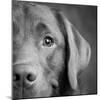 Portrait of a Chocolate Labrador Dog-null-Mounted Photographic Print