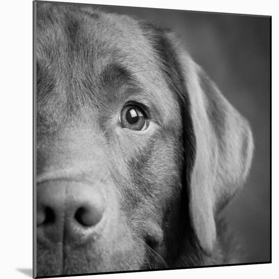 Portrait of a Chocolate Labrador Dog-null-Mounted Photographic Print