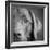 Portrait of a Chocolate Labrador Dog-null-Framed Photographic Print