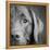 Portrait of a Chocolate Labrador Dog-null-Framed Premier Image Canvas