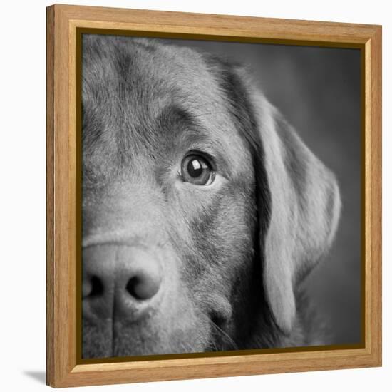 Portrait of a Chocolate Labrador Dog-null-Framed Premier Image Canvas