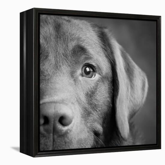 Portrait of a Chocolate Labrador Dog-null-Framed Premier Image Canvas