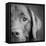 Portrait of a Chocolate Labrador Dog-null-Framed Premier Image Canvas