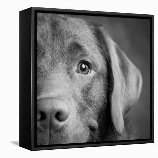 Portrait of a Chocolate Labrador Dog-null-Framed Premier Image Canvas