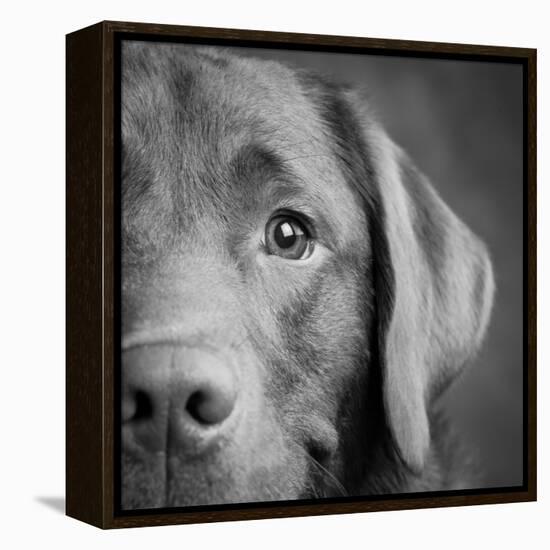 Portrait of a Chocolate Labrador Dog-null-Framed Premier Image Canvas