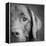 Portrait of a Chocolate Labrador Dog-null-Framed Premier Image Canvas