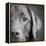 Portrait of a Chocolate Labrador Dog-null-Framed Premier Image Canvas