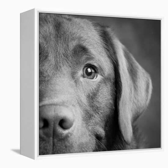 Portrait of a Chocolate Labrador Dog-null-Framed Premier Image Canvas