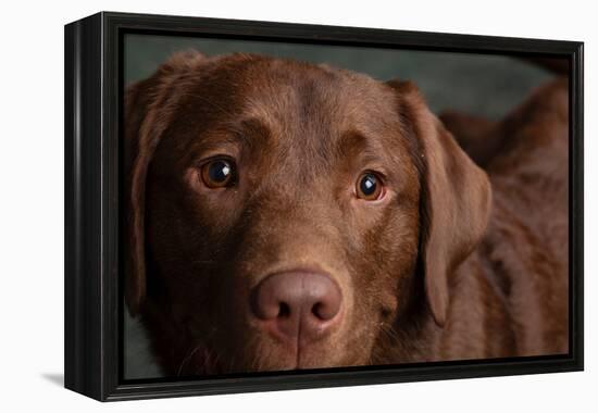 Portrait of a Chocolate Labrador Dog-null-Framed Premier Image Canvas