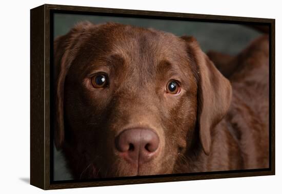 Portrait of a Chocolate Labrador Dog-null-Framed Premier Image Canvas