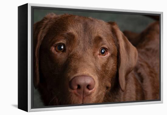 Portrait of a Chocolate Labrador Dog-null-Framed Premier Image Canvas