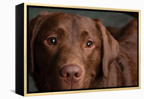 Portrait of a Chocolate Labrador Dog-null-Framed Premier Image Canvas