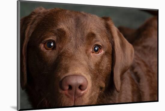 Portrait of a Chocolate Labrador Dog-null-Mounted Photographic Print