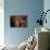 Portrait of a Chocolate Labrador Dog-null-Photographic Print displayed on a wall