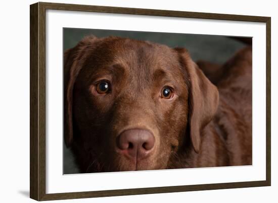 Portrait of a Chocolate Labrador Dog-null-Framed Photographic Print
